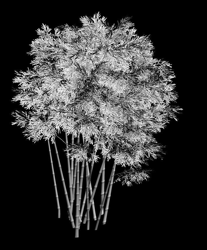 Plant - Bamboo 032 3D model_2