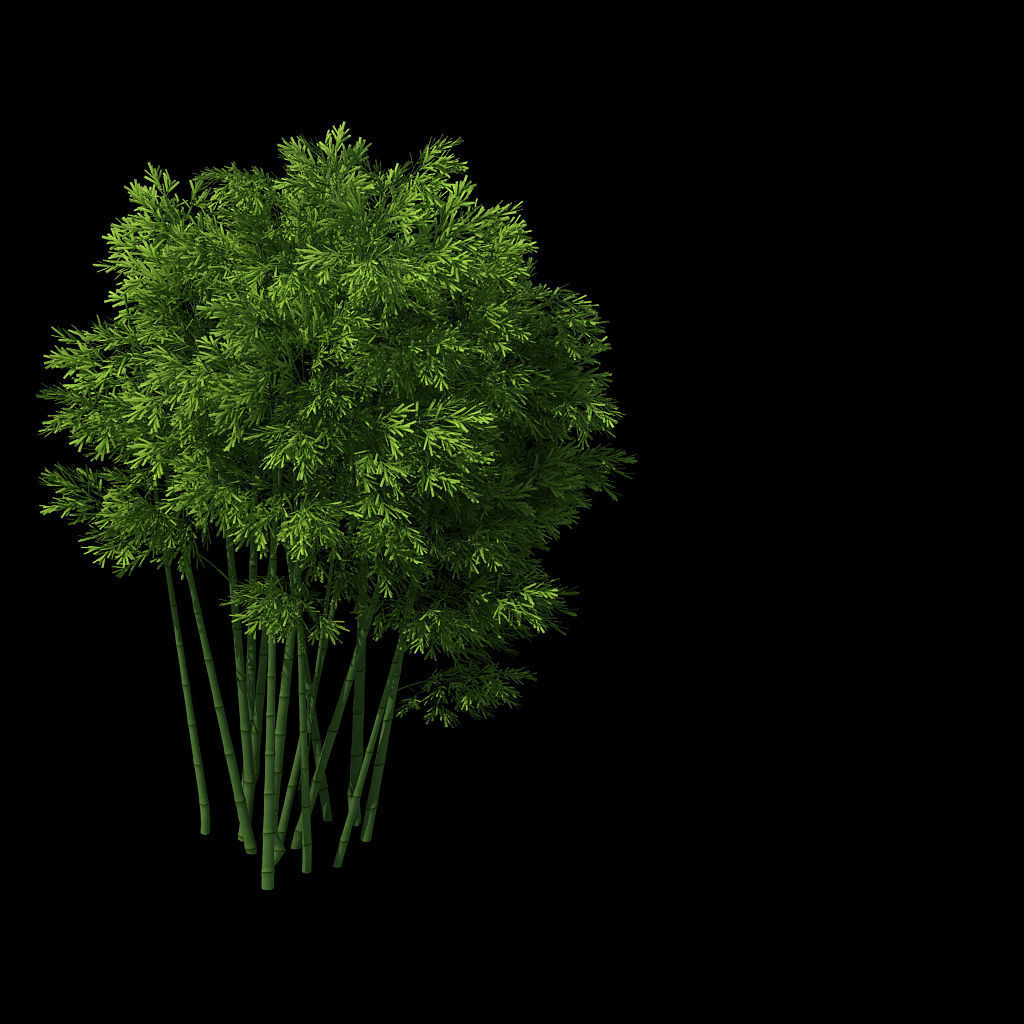 Plant - Bamboo 032 3D model_1