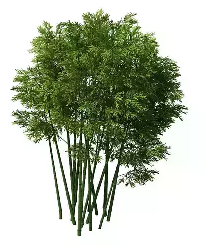 Plant - Bamboo 032