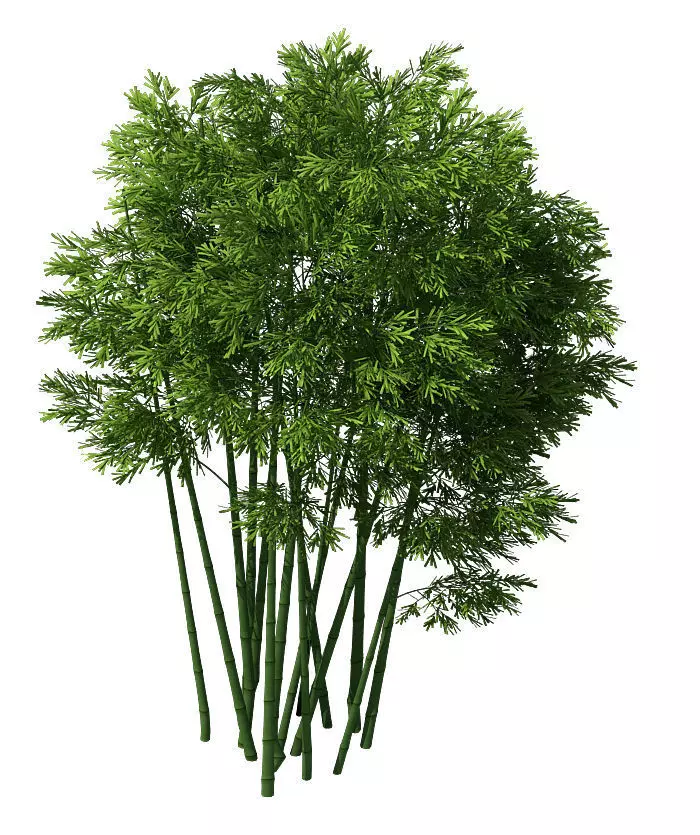 Plant - Bamboo 032 3D model_0