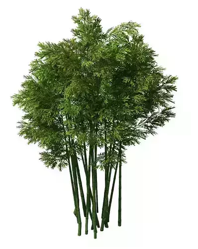 Plant - Bamboo 033