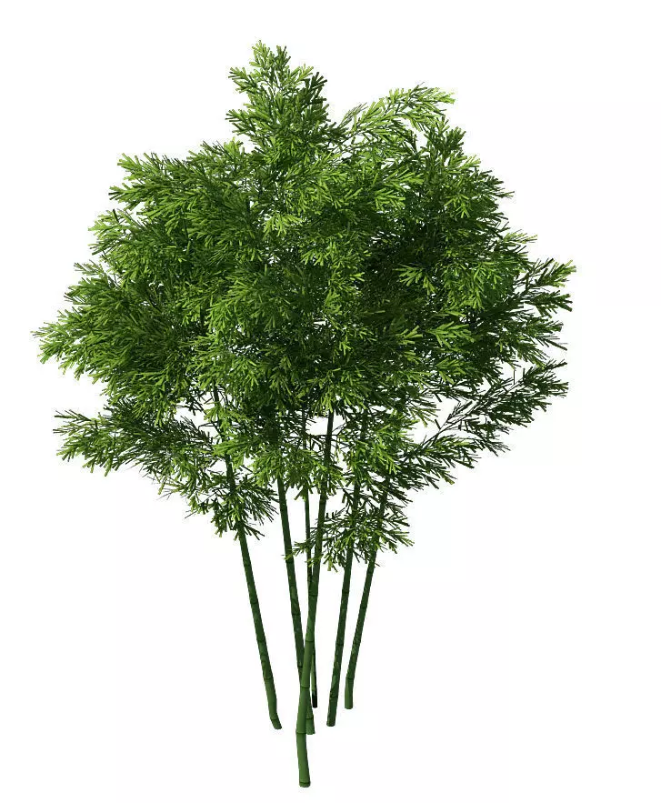Plant - Bamboo 034 3D model_0