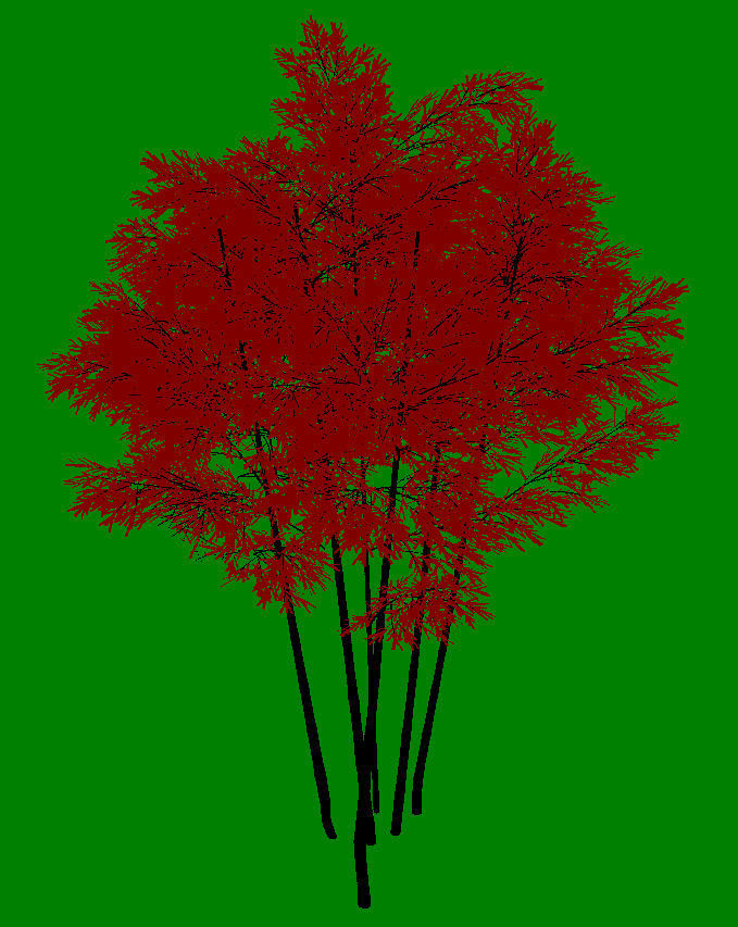 Plant - Bamboo 034 3D model_3