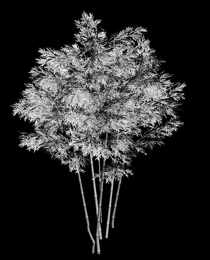 Plant - Bamboo 034 3D model_2