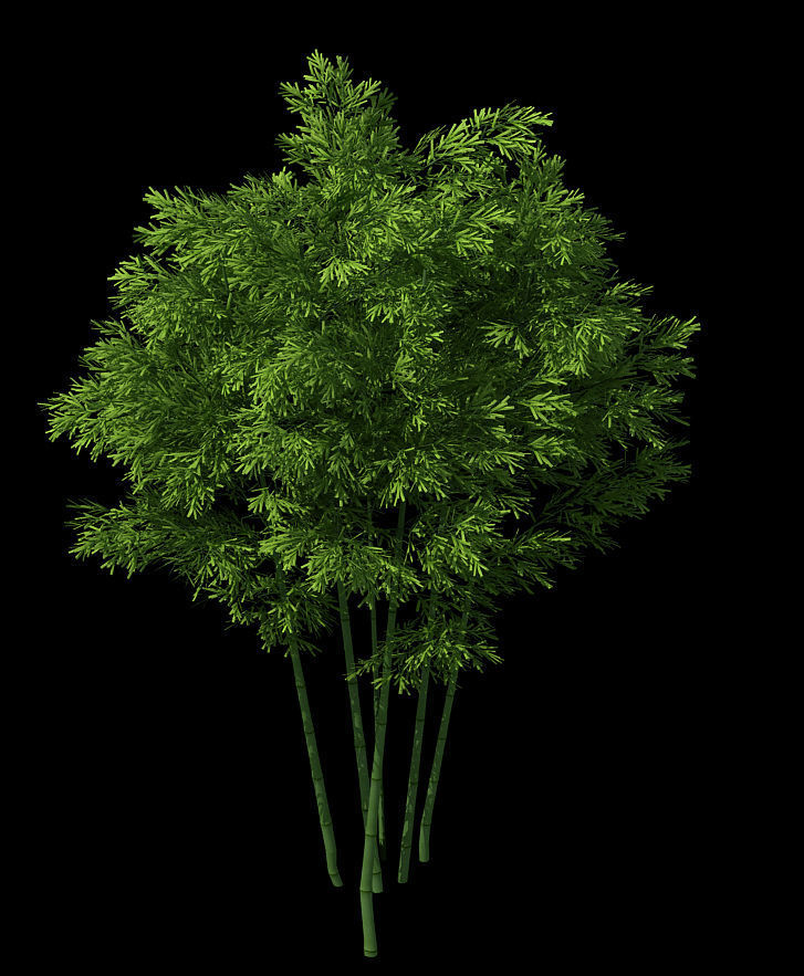 Plant - Bamboo 034 3D model_1