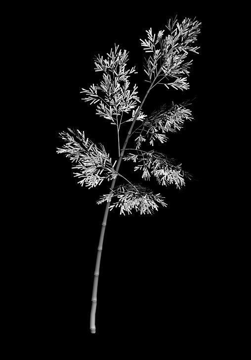 Plant - Bamboo 036 3D model_2