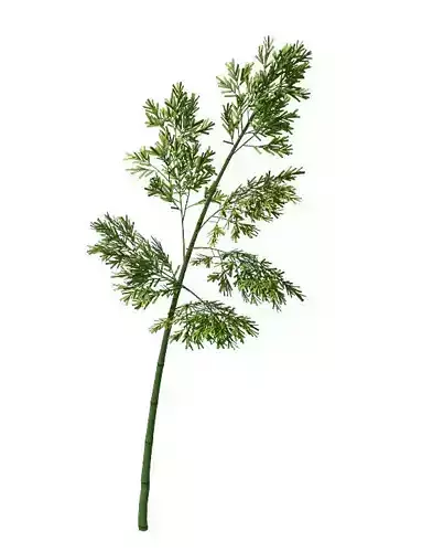 Plant - Bamboo 036