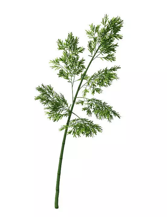 Plant - Bamboo 036 3D model_0