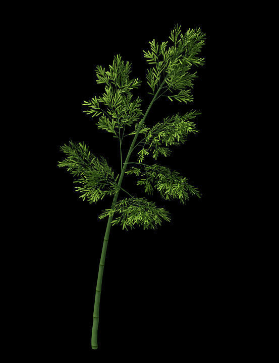 Plant - Bamboo 036 3D model_1
