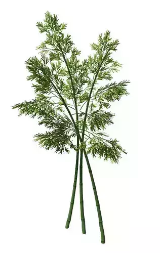 Plant - Bamboo 037