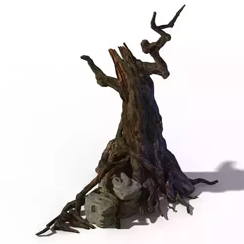 Zhongnanshan - beautiful personality tree root 02