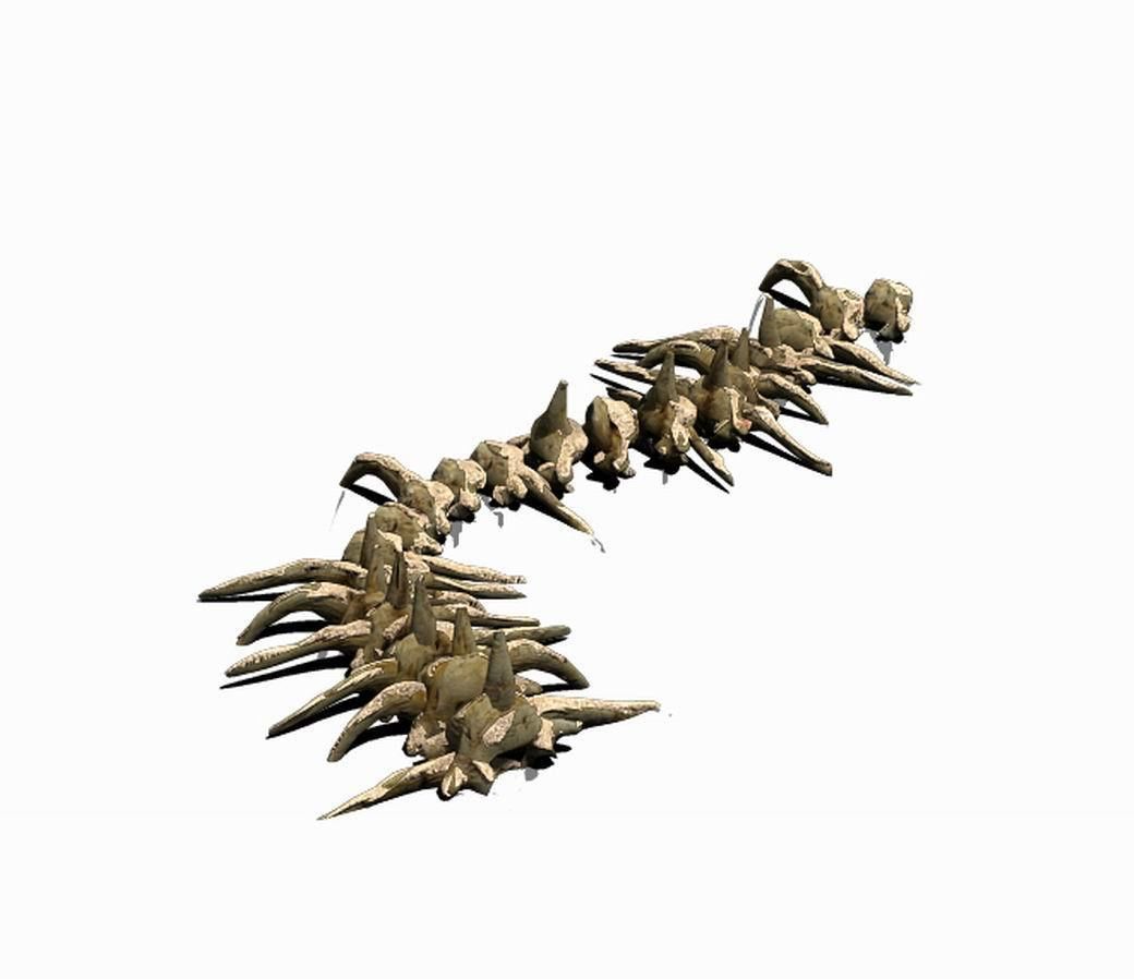 Desert - Bone Fossil 02 3D model_3