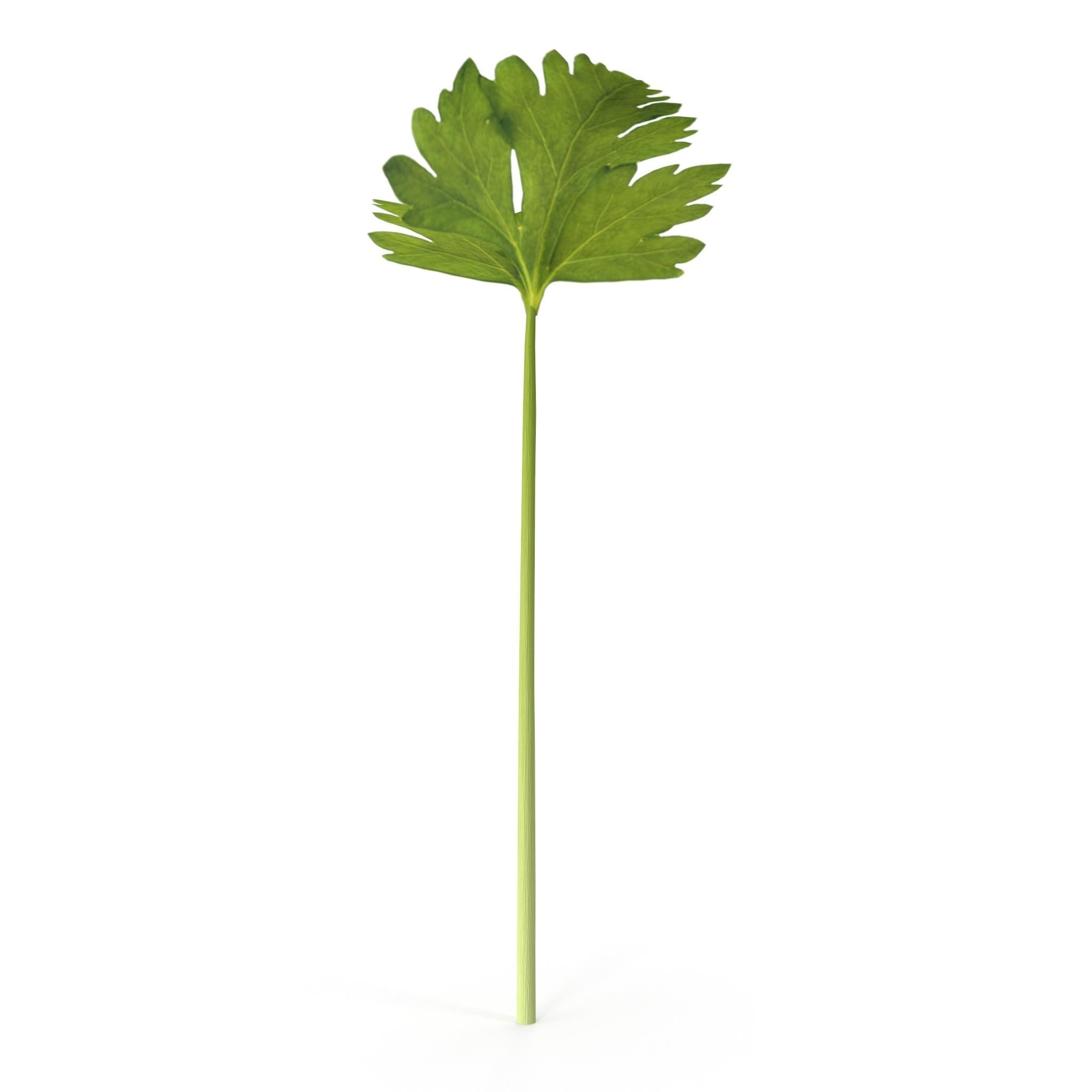 Celery parsley stem Low-poly 3D model_4