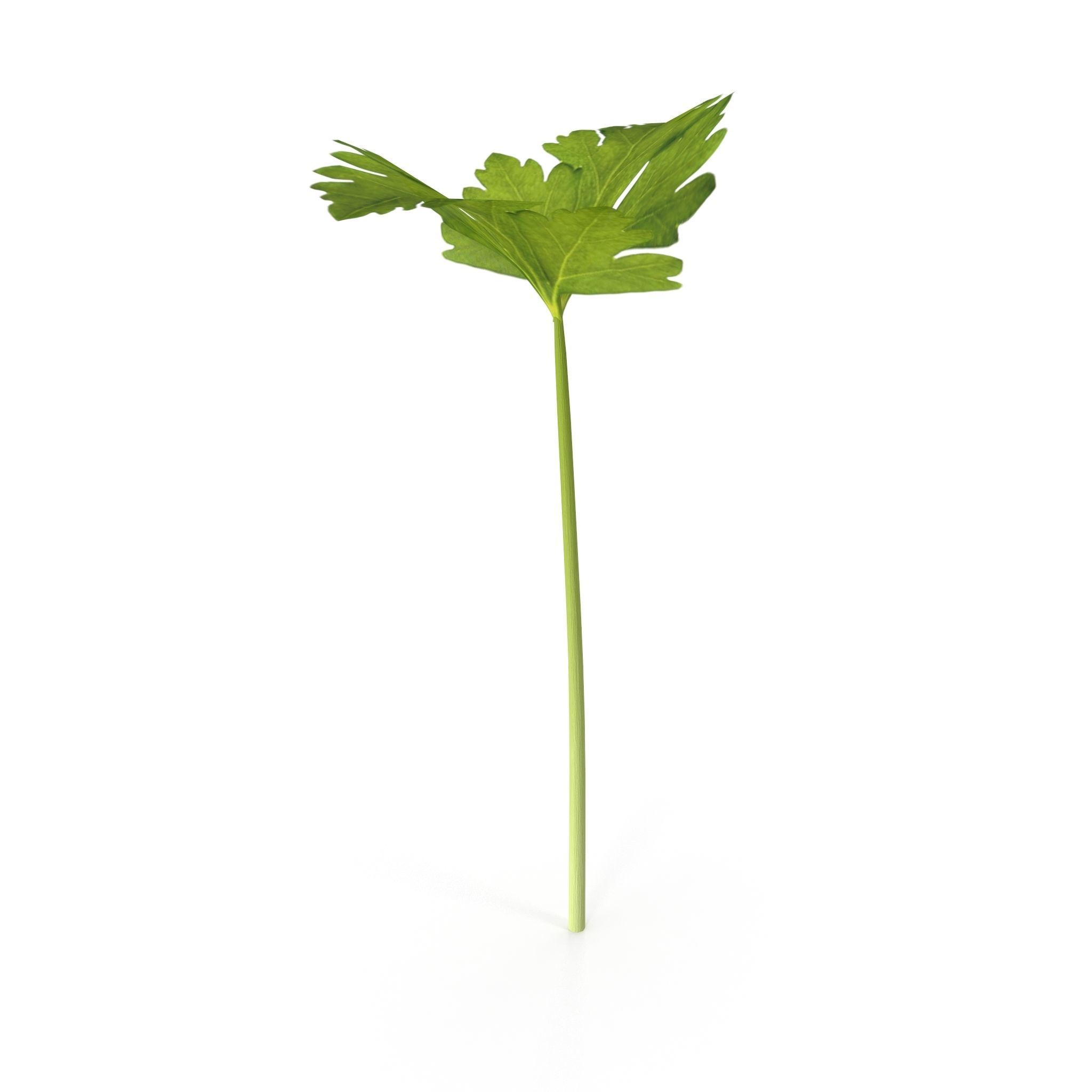 Celery parsley stem Low-poly 3D model_5