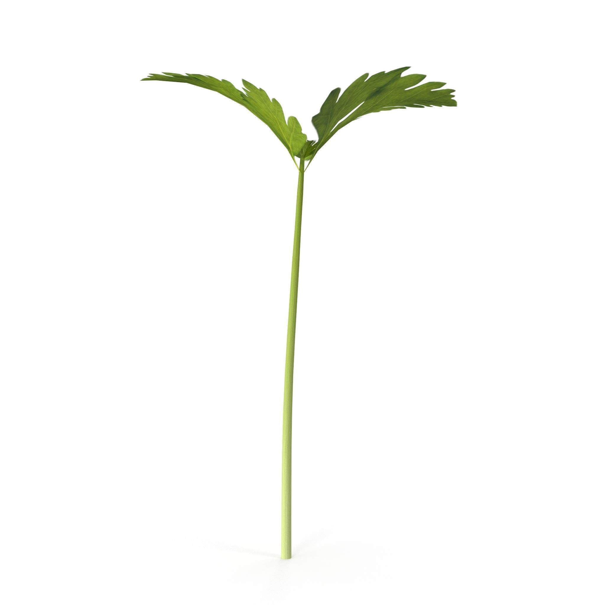 Celery parsley stem Low-poly 3D model_3