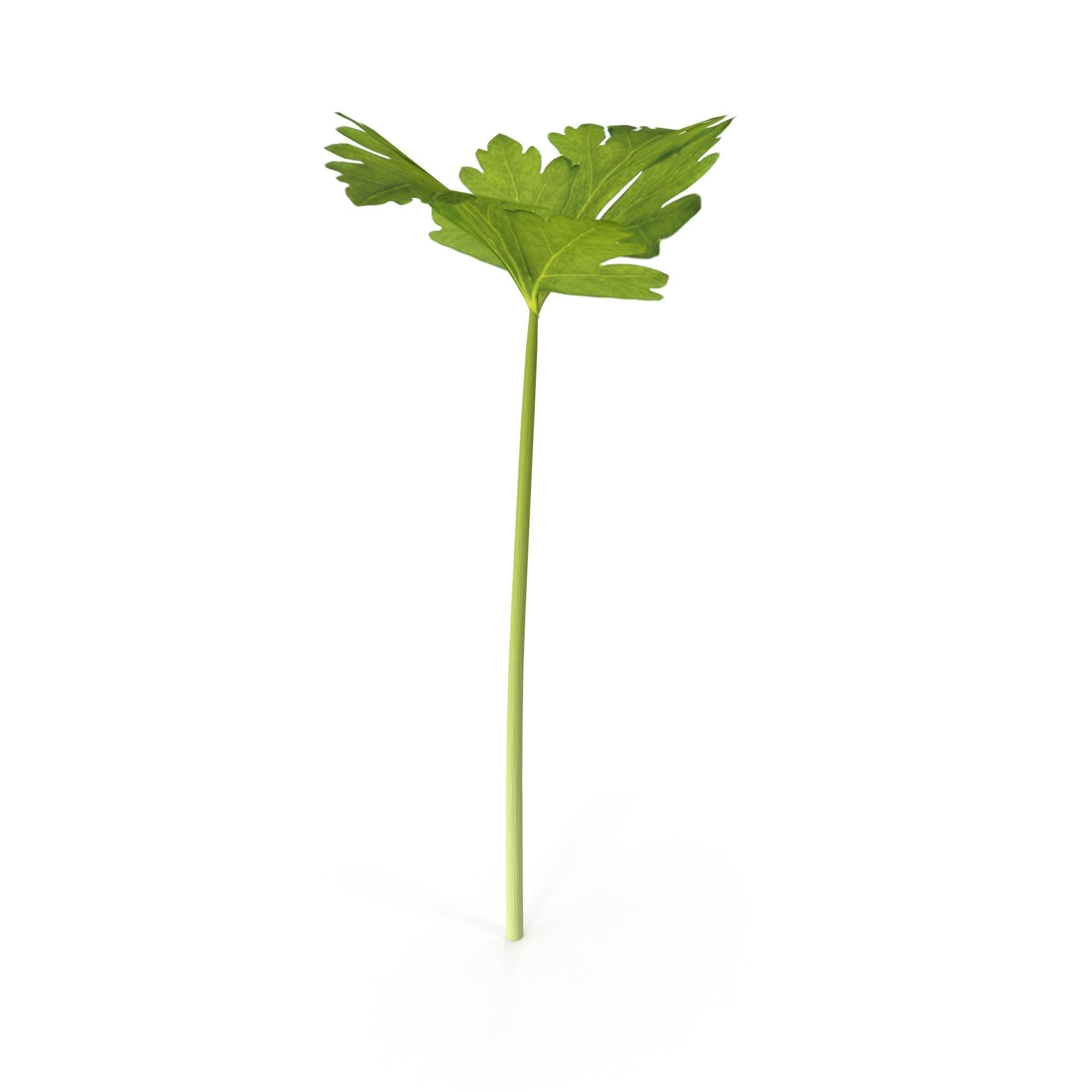 Celery parsley stem Low-poly 3D model_7
