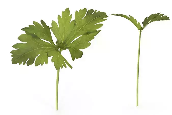 Celery parsley stem Low-poly 3D model