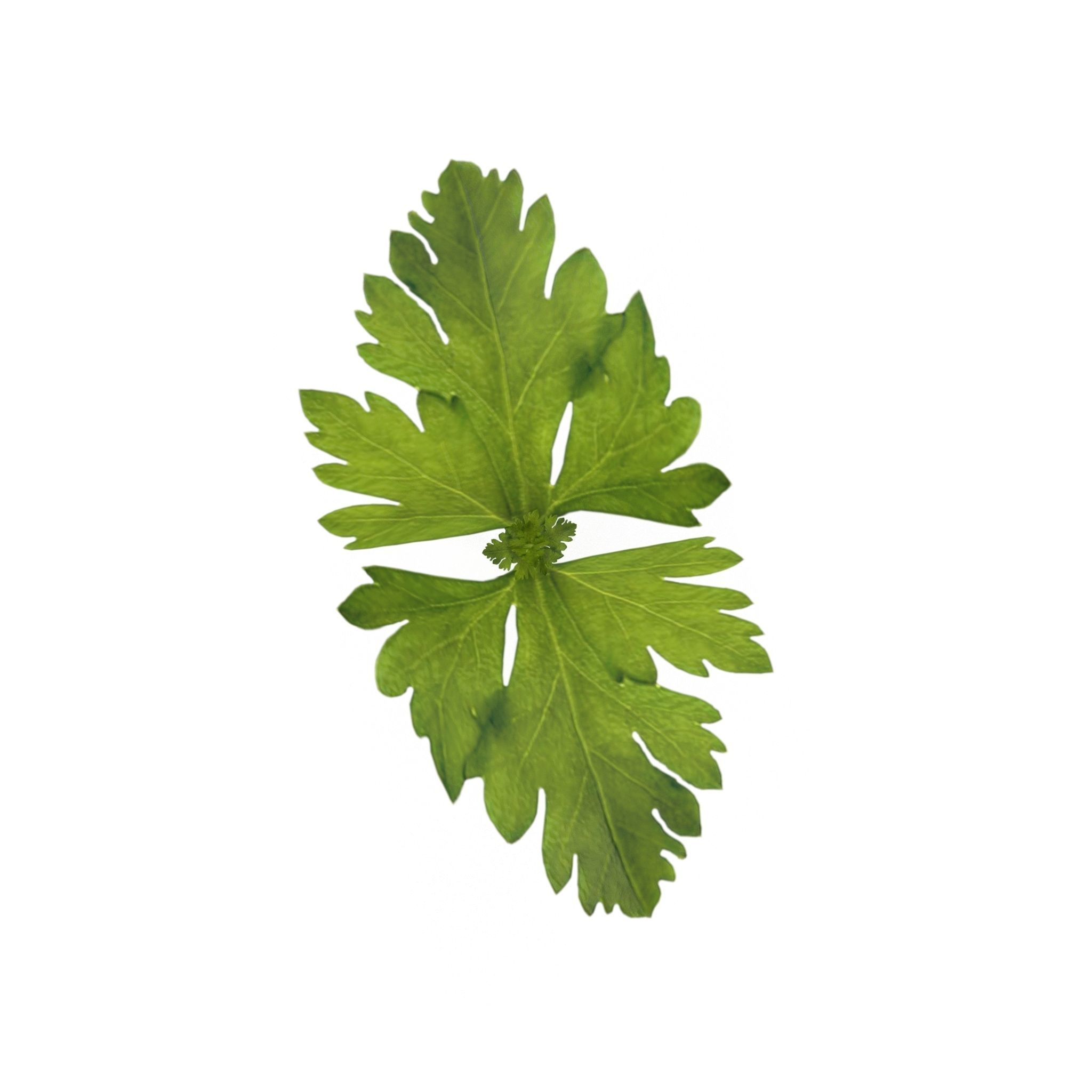 Celery parsley stem Low-poly 3D model_6