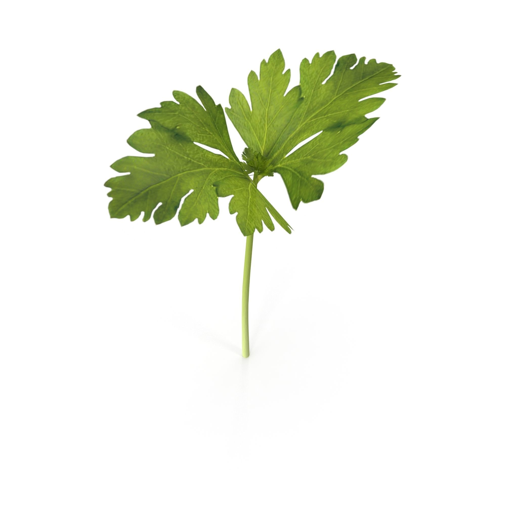 Celery parsley stem Low-poly 3D model_8