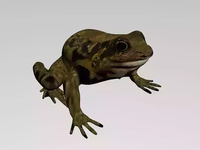 FROG LOW POLY