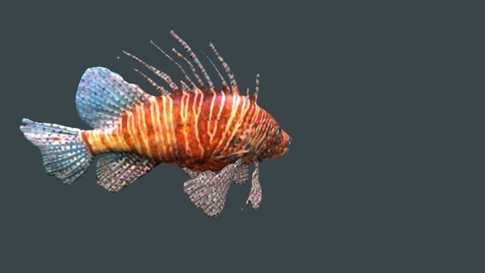 lion fish 3D model_12