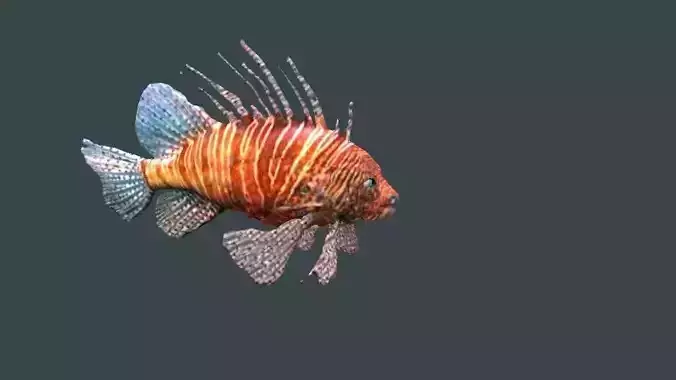 lion fish