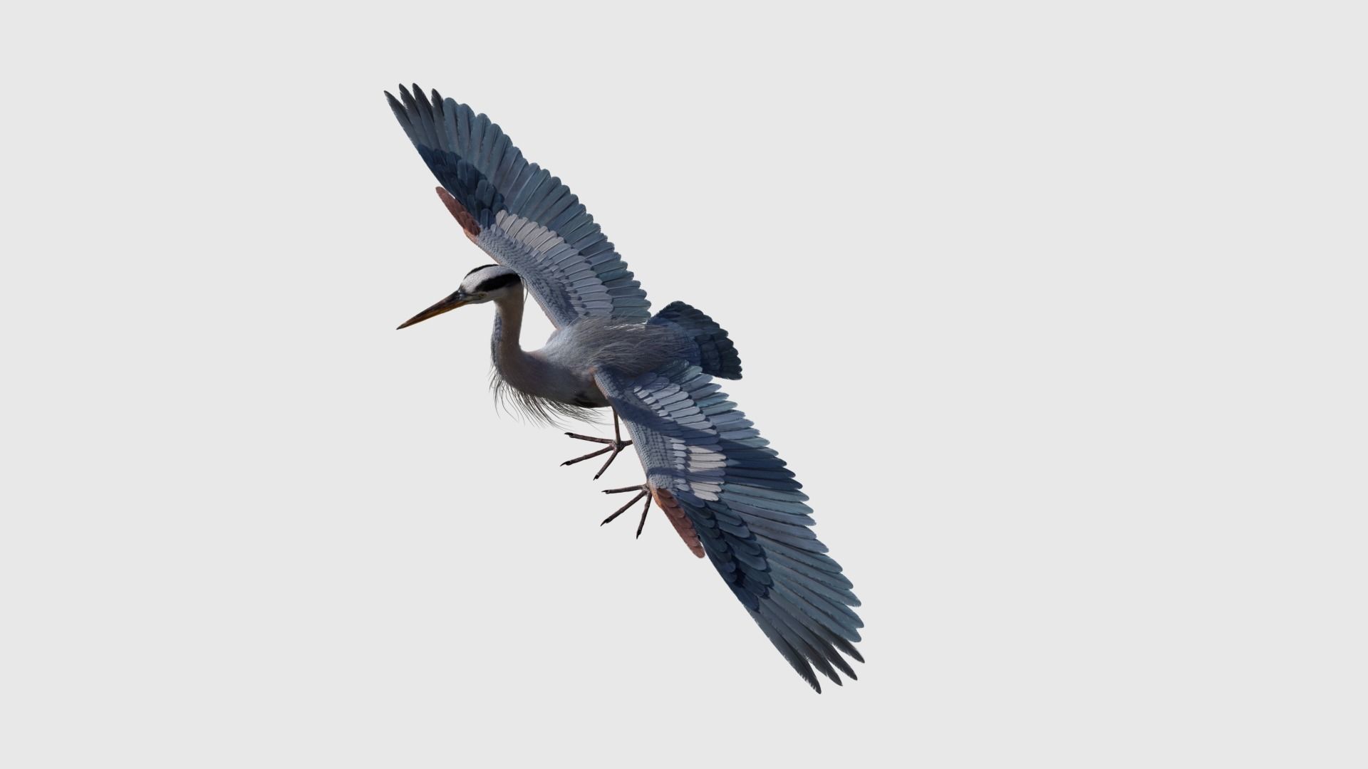 Great Blue Heron - Ardea Herodias 3D model_10