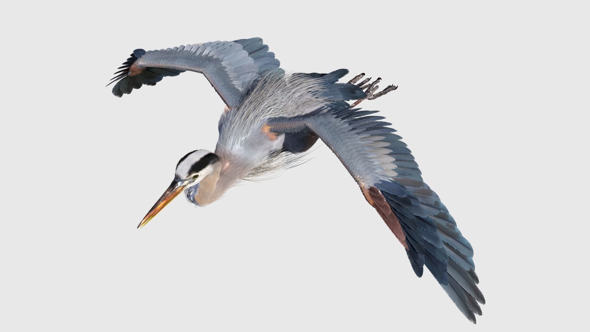 Great Blue Heron - Ardea Herodias 3D model_22