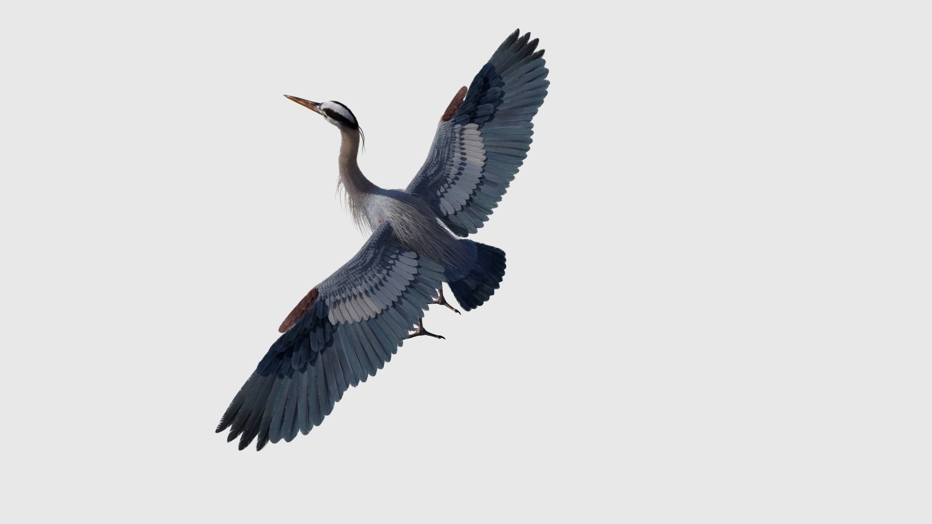 Great Blue Heron - Ardea Herodias 3D model_6