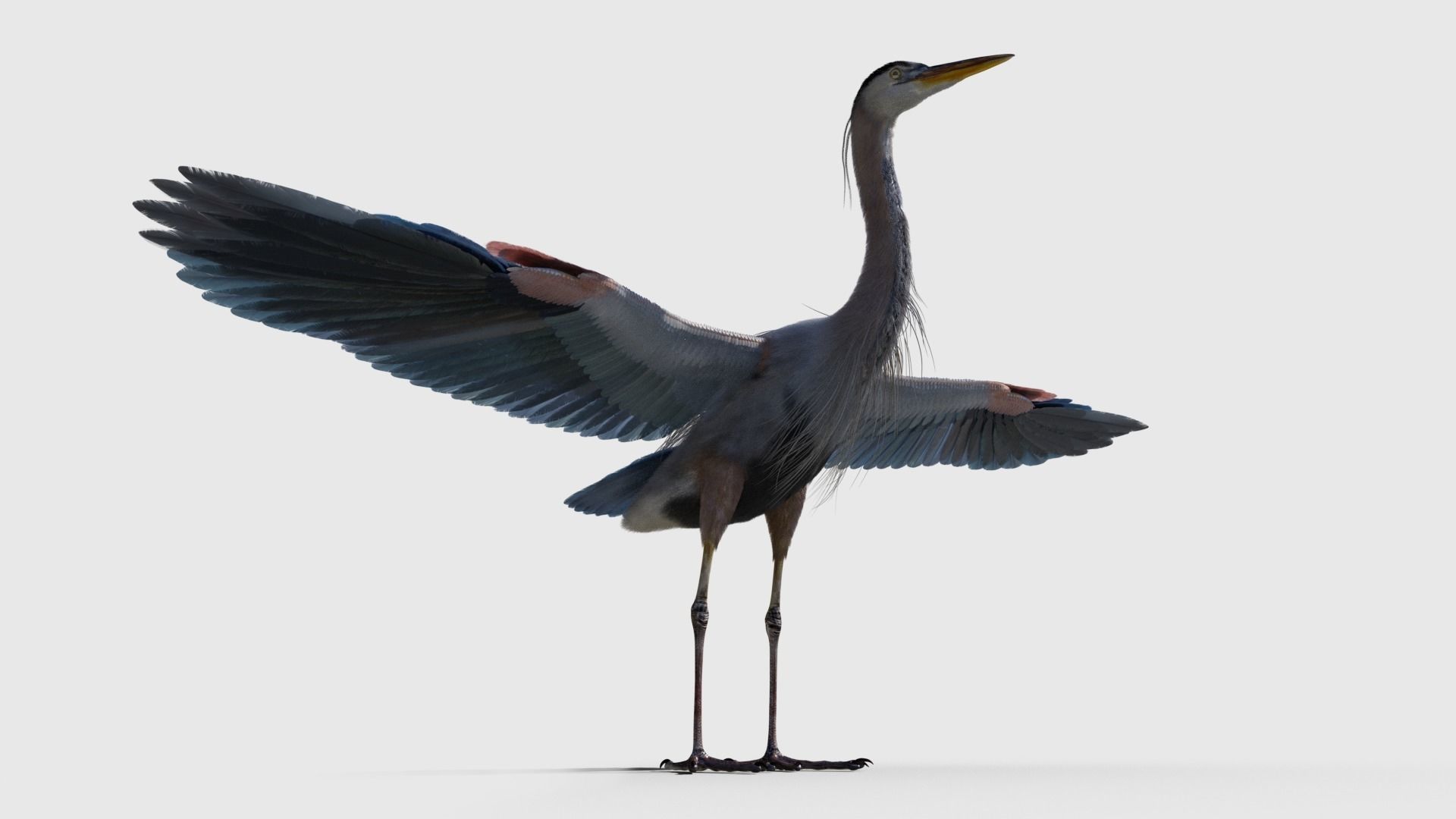 Great Blue Heron - Ardea Herodias 3D model_24