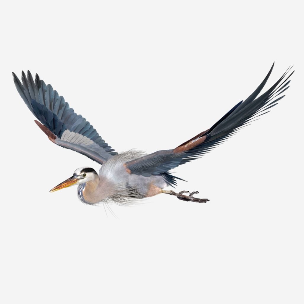 Great Blue Heron - Ardea Herodias 3D model_2