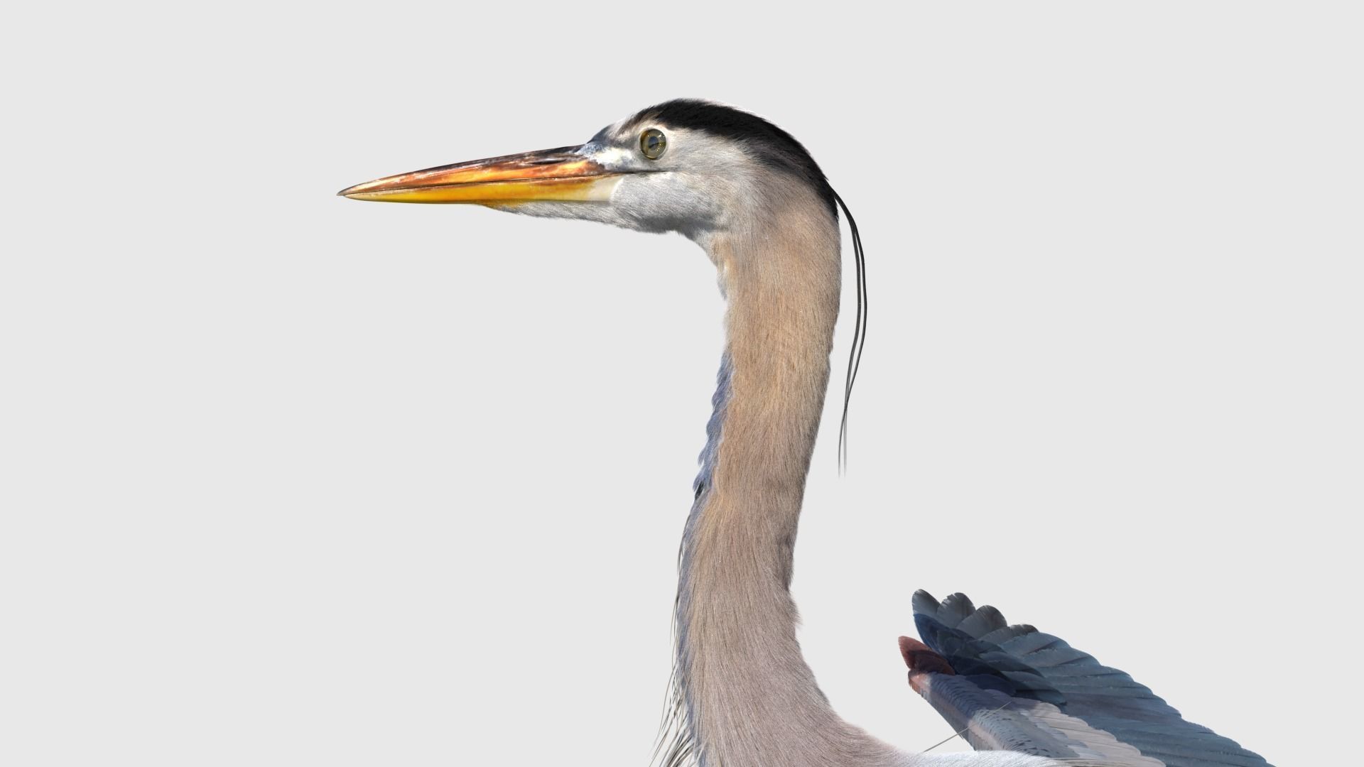 Great Blue Heron - Ardea Herodias 3D model_20