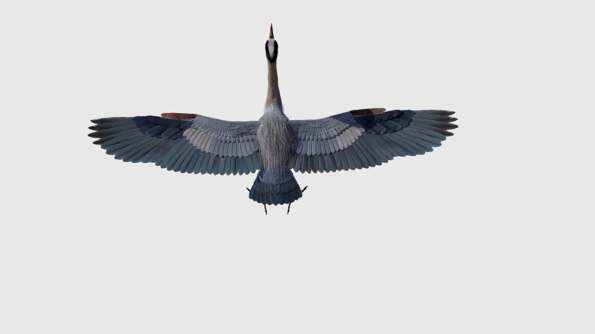 Great Blue Heron - Ardea Herodias 3D model_4