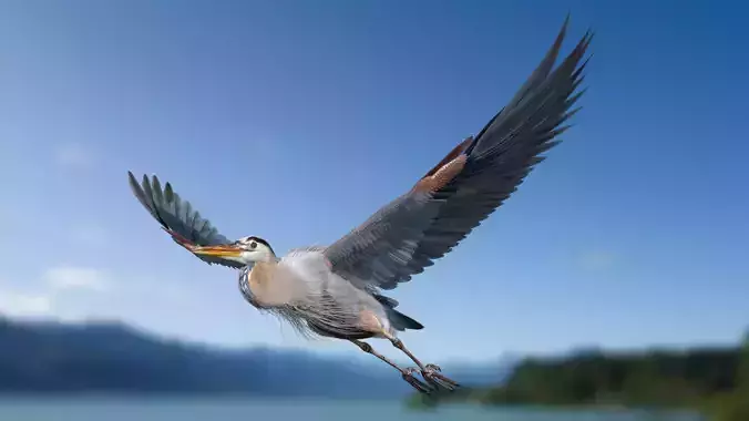 Great Blue Heron - Ardea Herodias 3D model