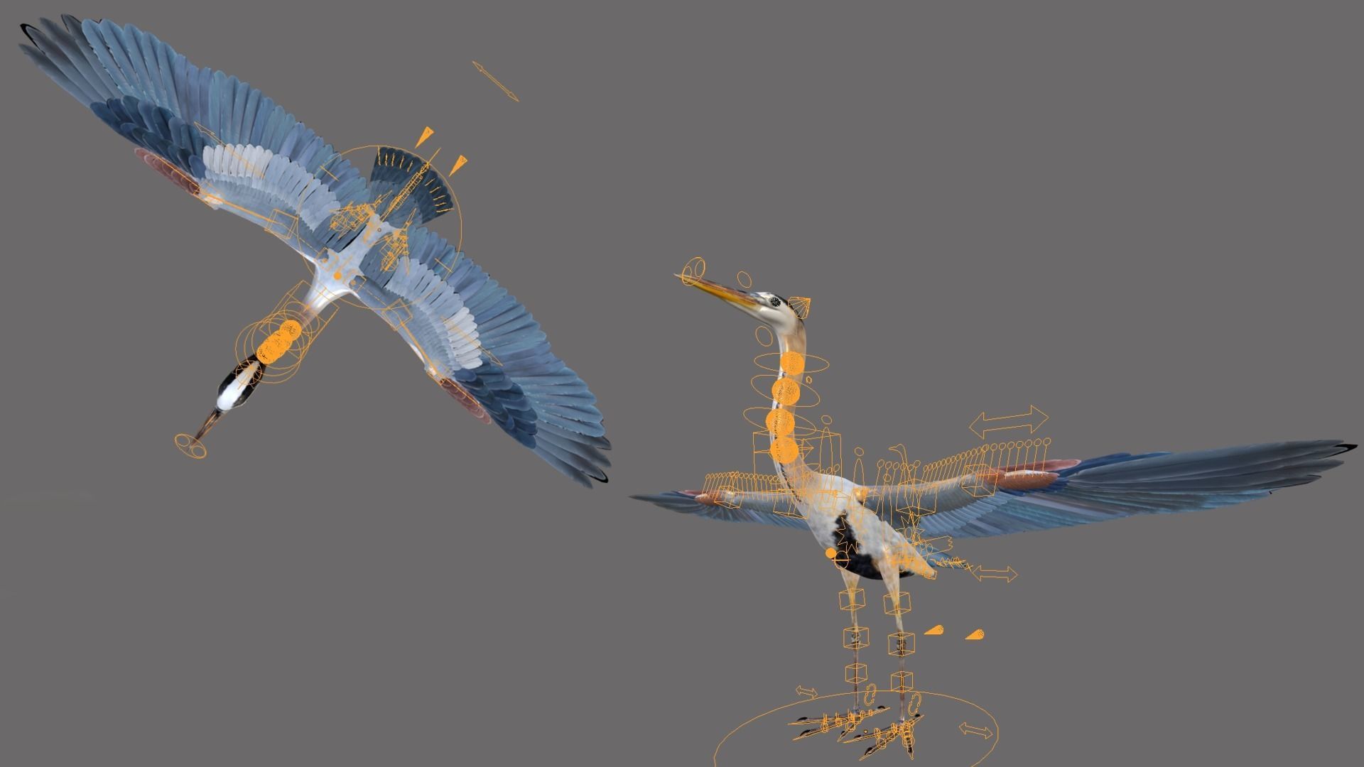 Great Blue Heron - Ardea Herodias 3D model_3