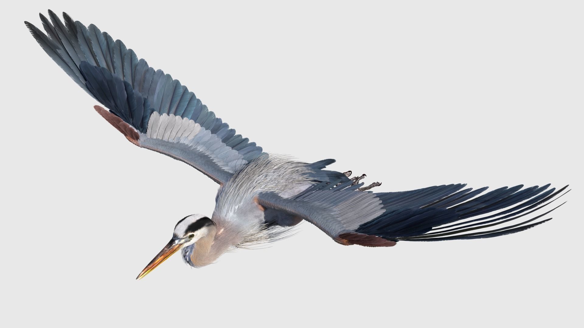 Great Blue Heron - Ardea Herodias 3D model_8