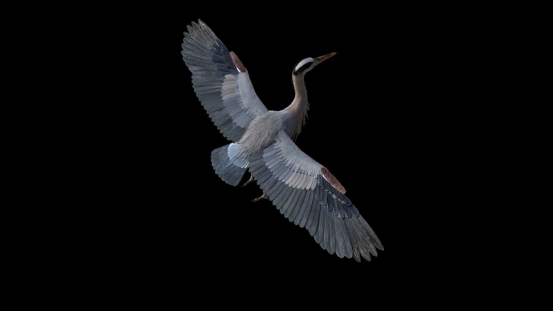 Great Blue Heron - Ardea Herodias 3D model_16