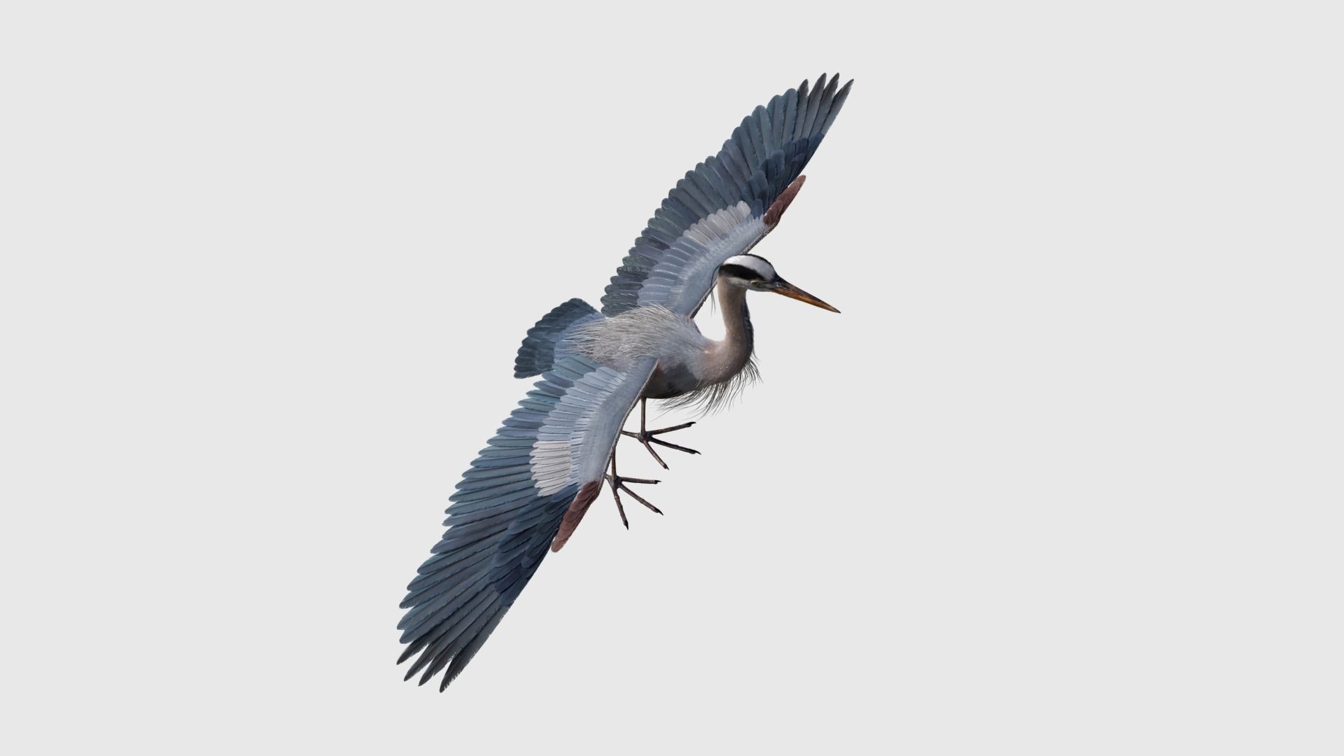 Great Blue Heron - Ardea Herodias 3D model_14