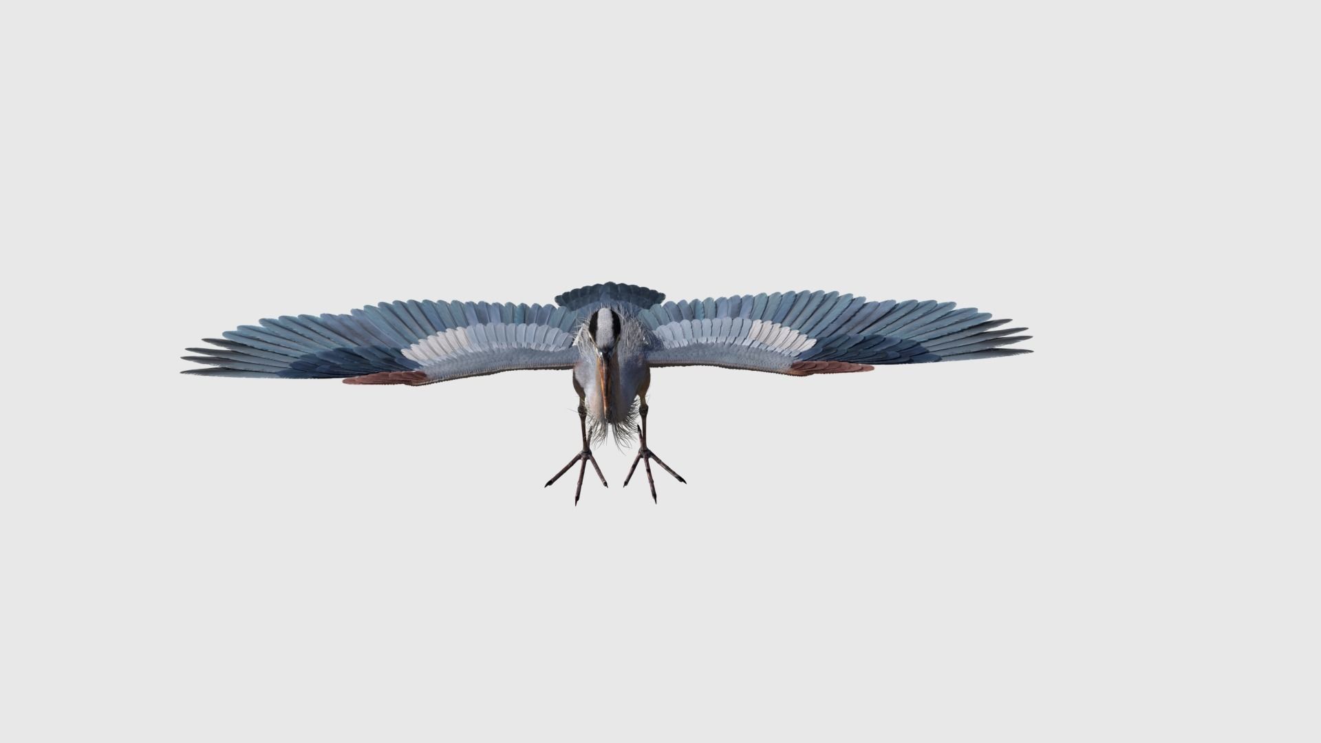 Great Blue Heron - Ardea Herodias 3D model_12