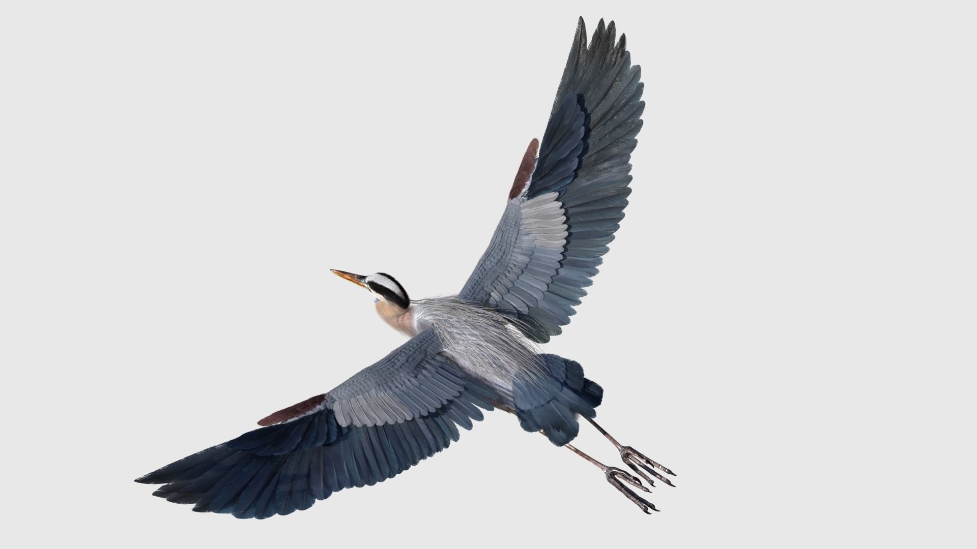 Great Blue Heron - Ardea Herodias 3D model_18