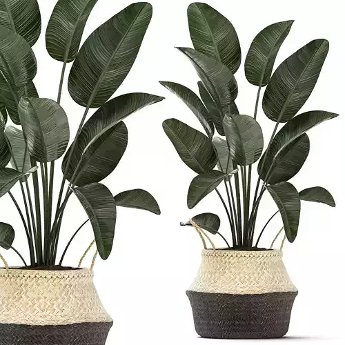 Decorative plants in flower pots for the interior 483 3D model