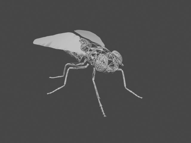 FLY INSECT 3D model_1