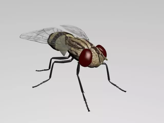 FLY INSECT 3D model_0