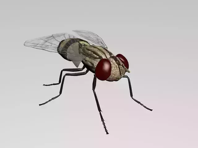 FLY INSECT