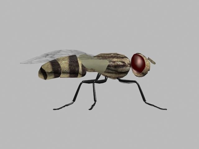 FLY INSECT 3D model_2