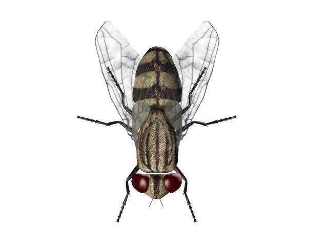 FLY INSECT 3D model_4