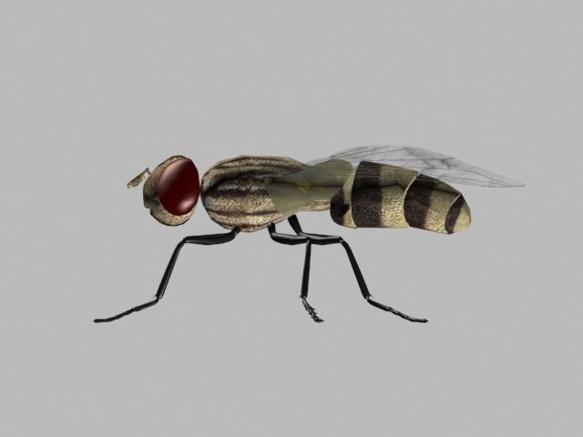 FLY INSECT 3D model_3