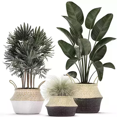 Decorative plants in flower pots for the interior 485 3D model