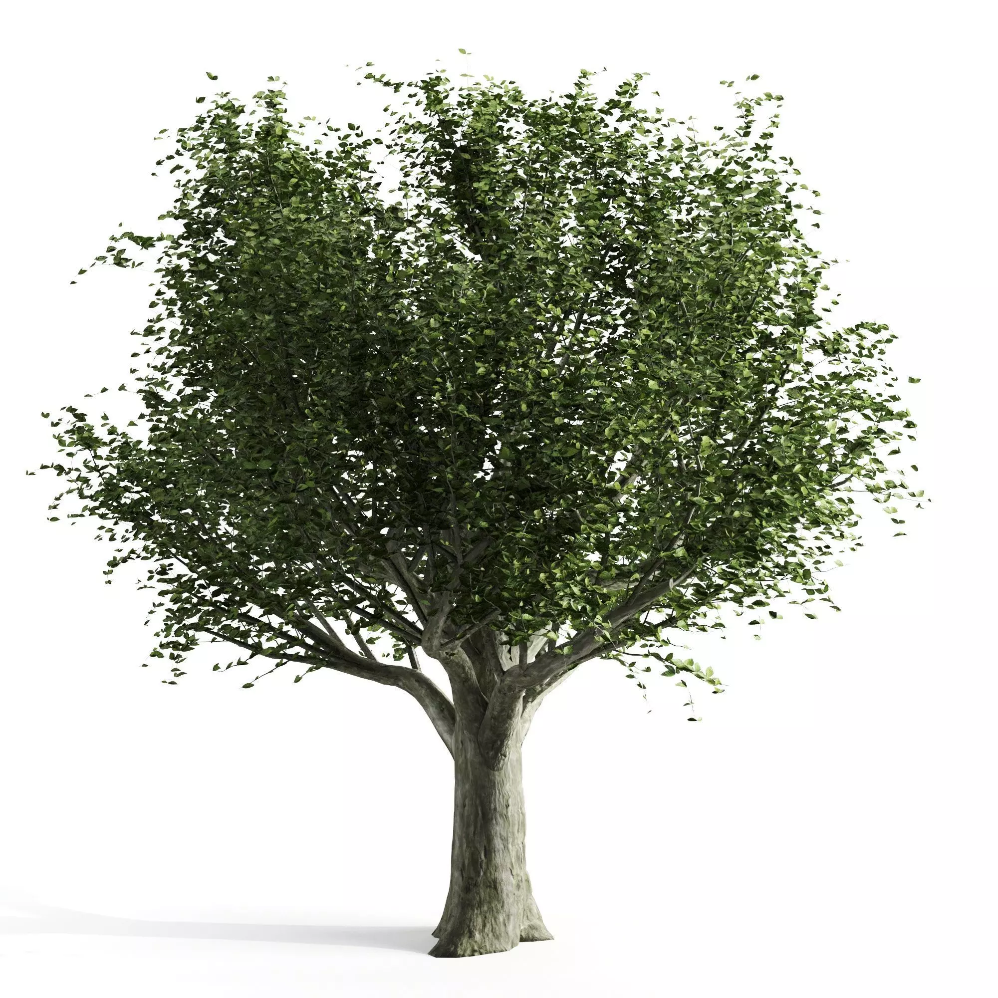 Beech spring tree 3D model_0