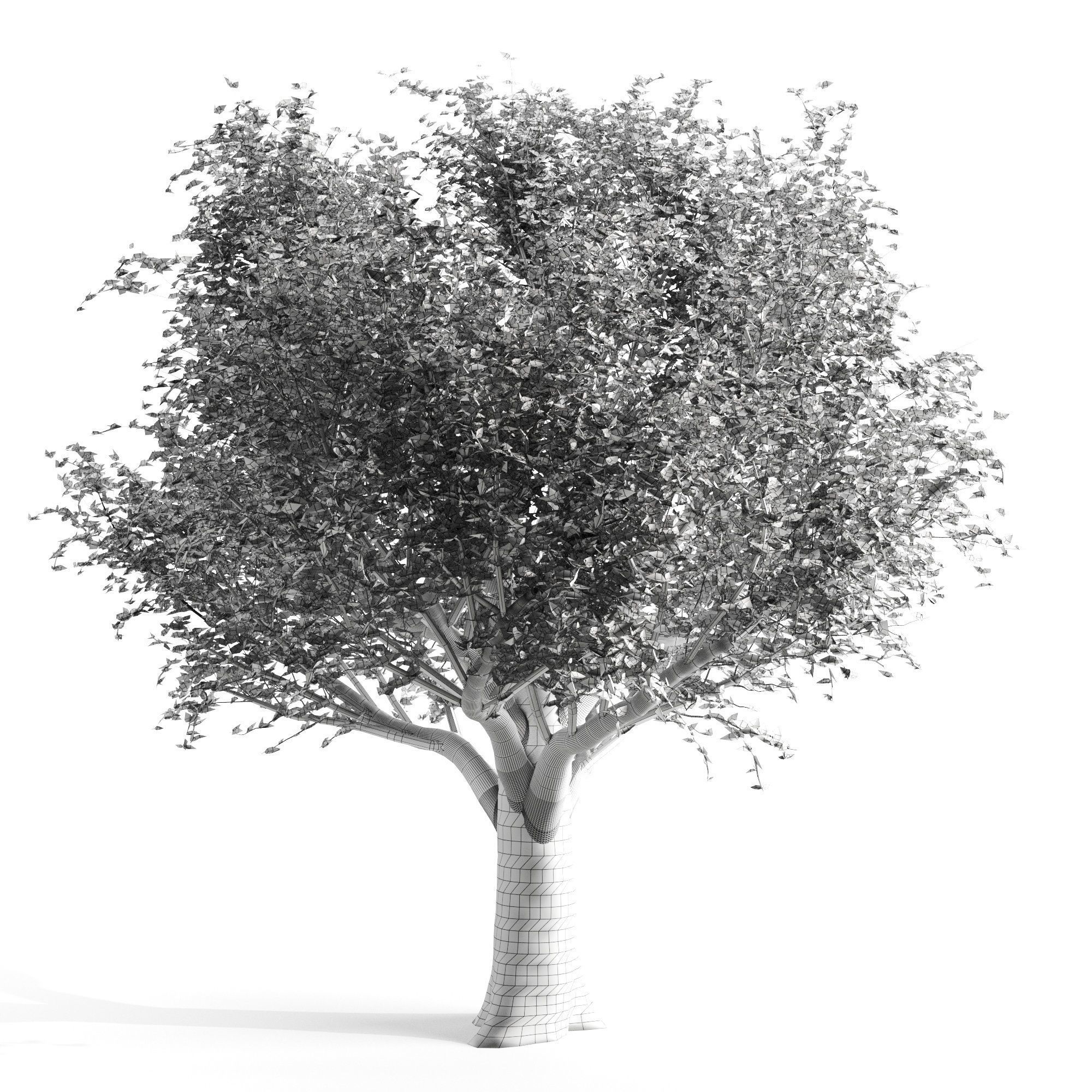 Beech spring tree 3D model_1